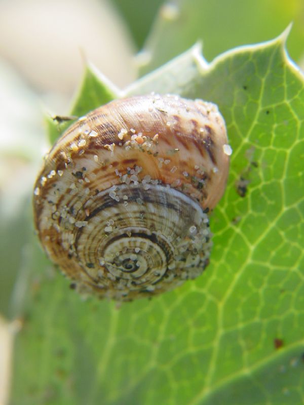 Theba pisana